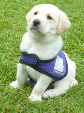 Martha, a Canine Partners puppy in training